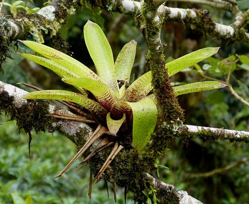 bromelia