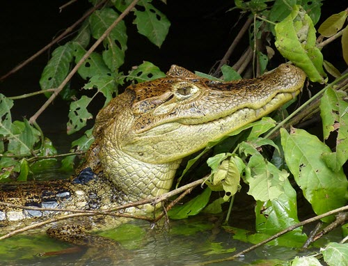 caiman