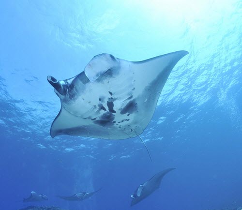 manta ray