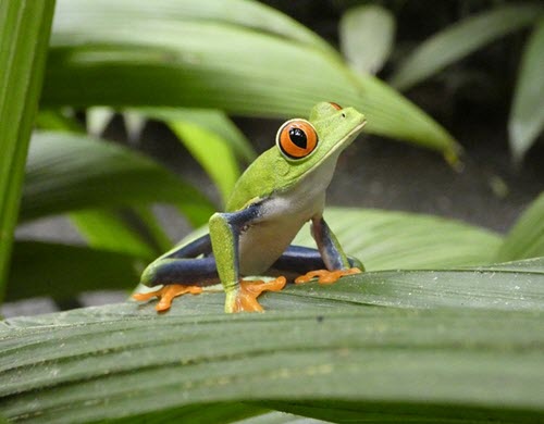 red eyed tree frog