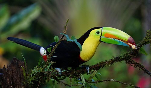 toucan