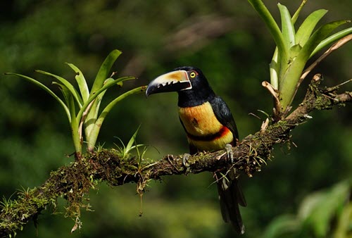 toucanette