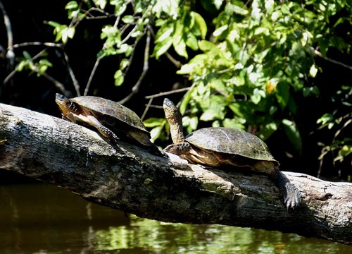 turtles